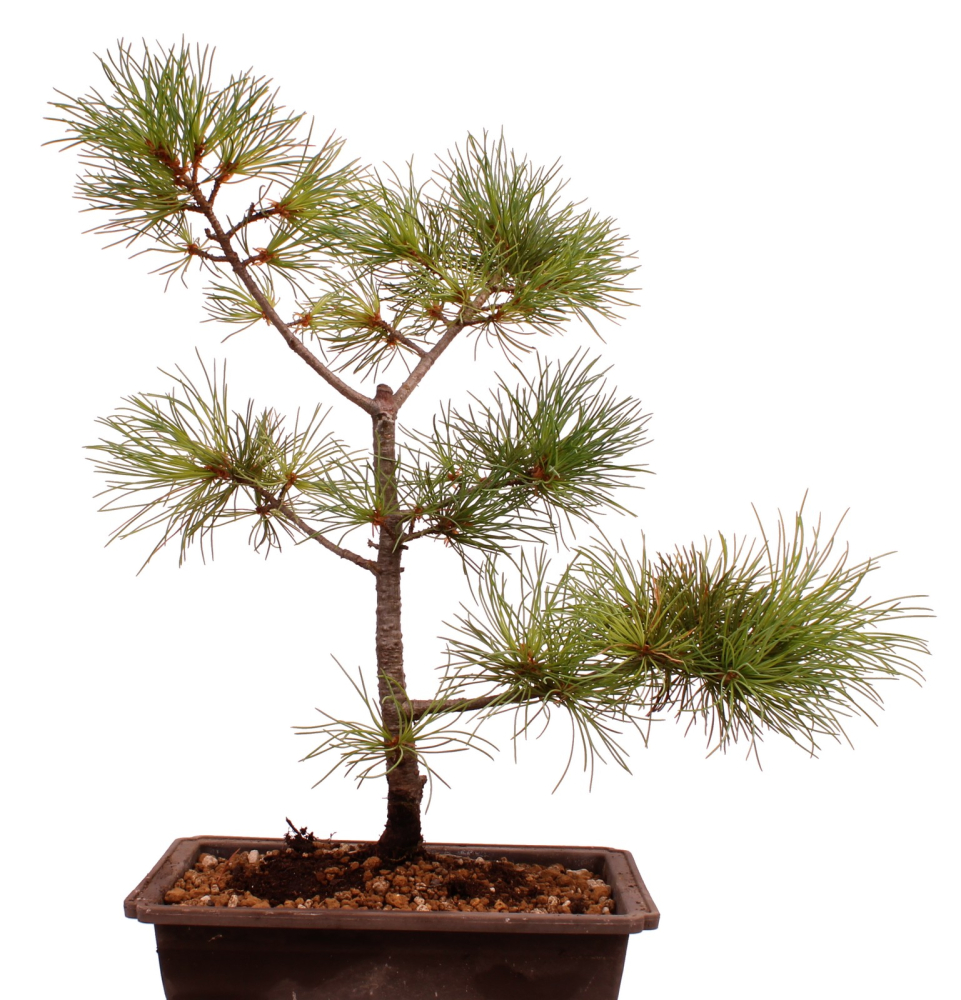 Preview: Bonsai - Pinus parviflora - Mädchenkiefer - Wurzelecht 230/46
