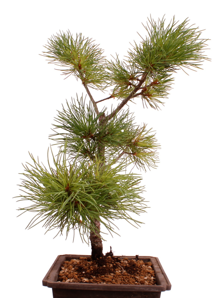 Preview: Bonsai - Pinus parviflora - Mädchenkiefer - Wurzelecht 230/46