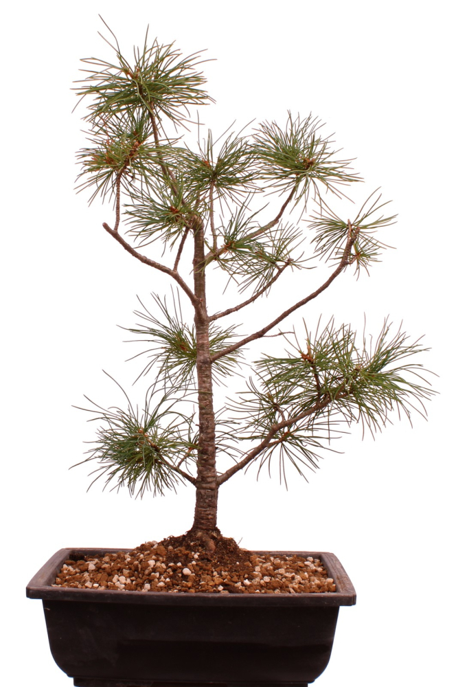 Bonsai - Pinus parviflora - Mädchenkiefer - Wurzelecht 230/47
