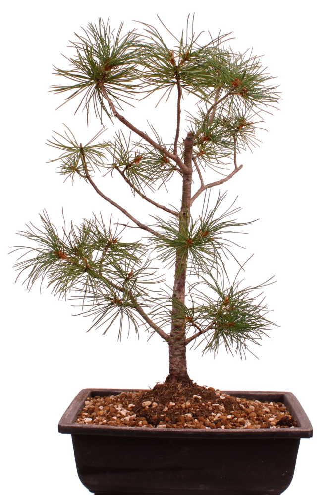 Preview: Bonsai - Pinus parviflora - Mädchenkiefer - Wurzelecht 230/47