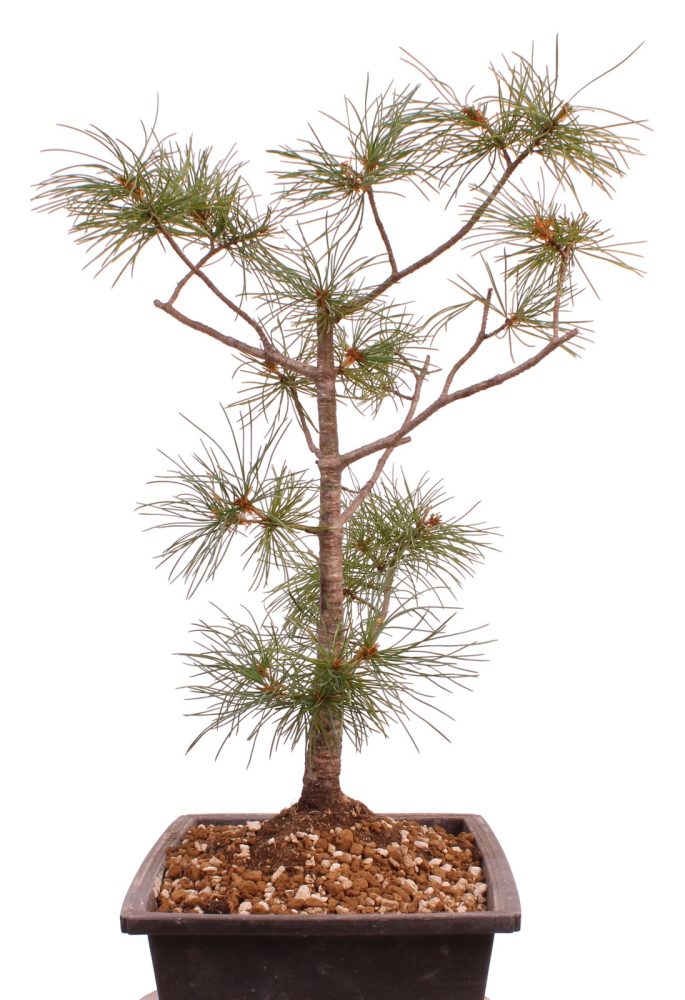 Preview: Bonsai - Pinus parviflora - Mädchenkiefer - Wurzelecht 230/47
