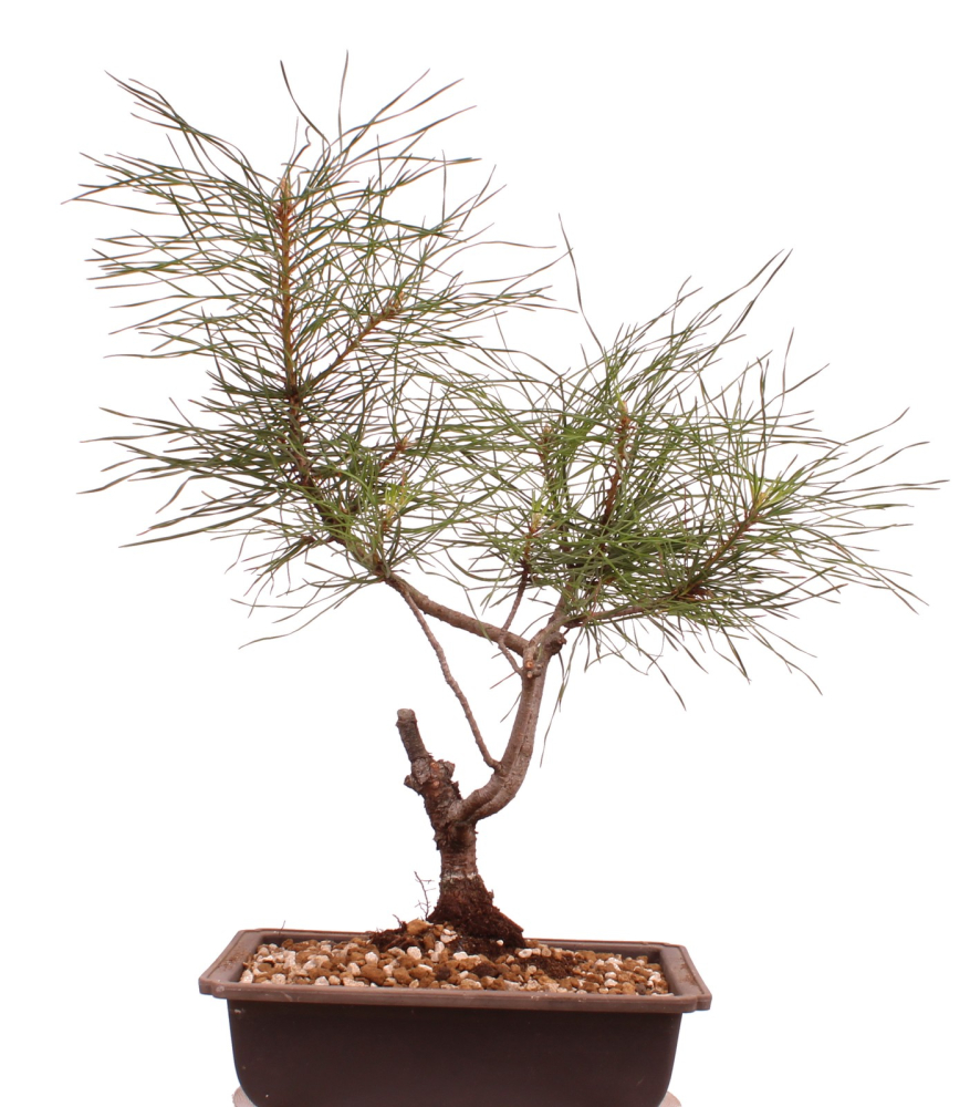 Bonsai - Pinus sylvestris - Waldkiefer 230/48