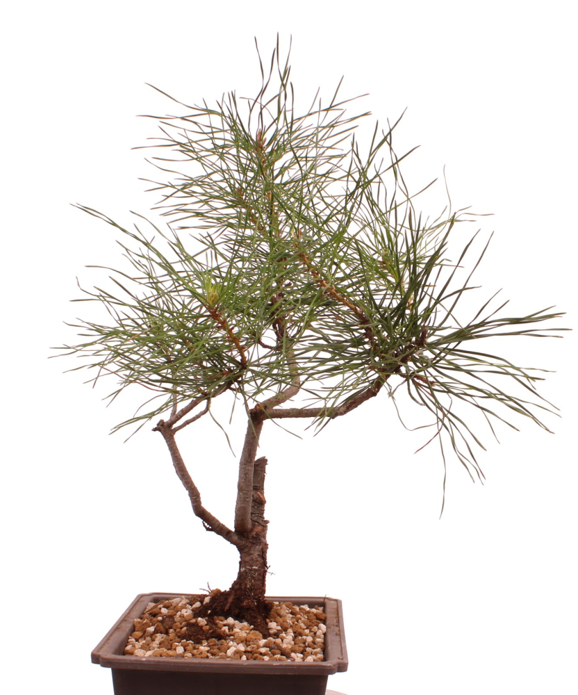 Bonsai - Pinus sylvestris - Waldkiefer 230/48