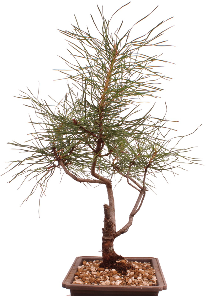 Bonsai - Pinus sylvestris - Waldkiefer 230/48