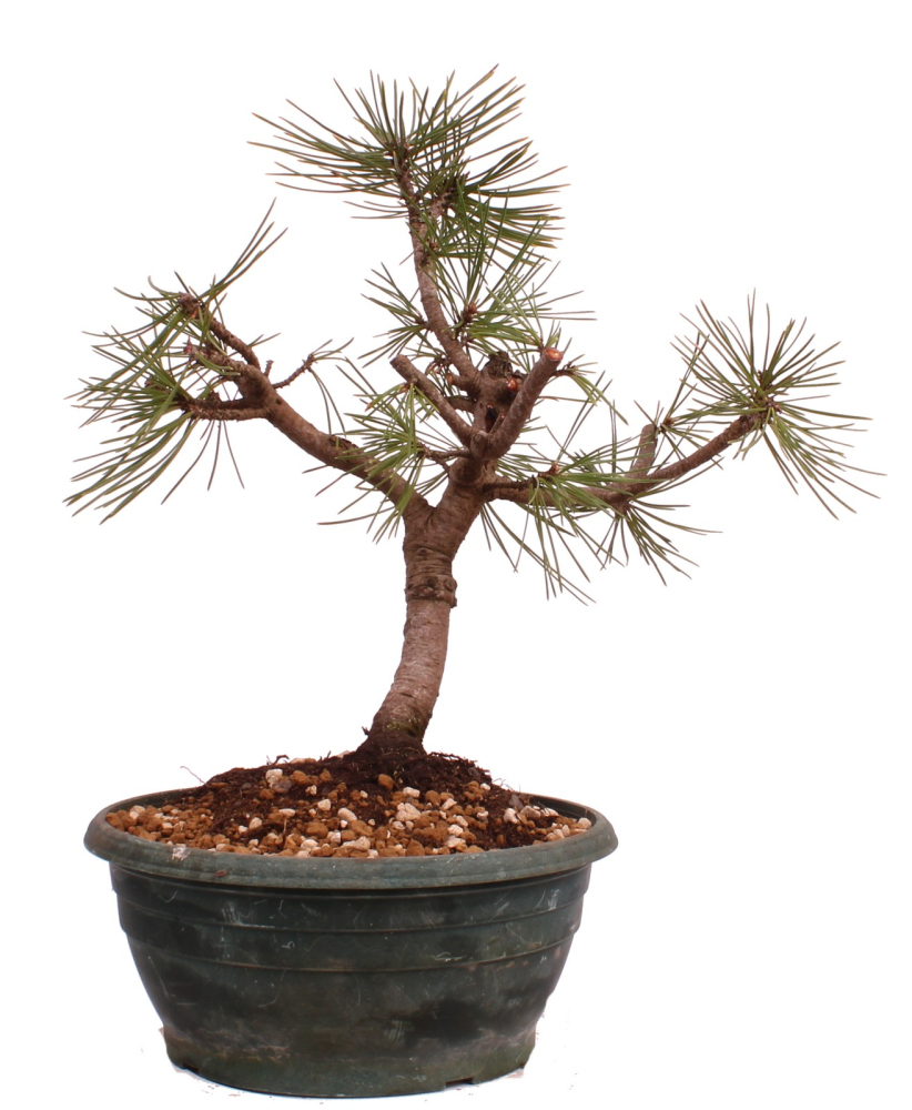 Bonsai - Pinus thunbergii - Japanische Schwarzkiefer 230/49