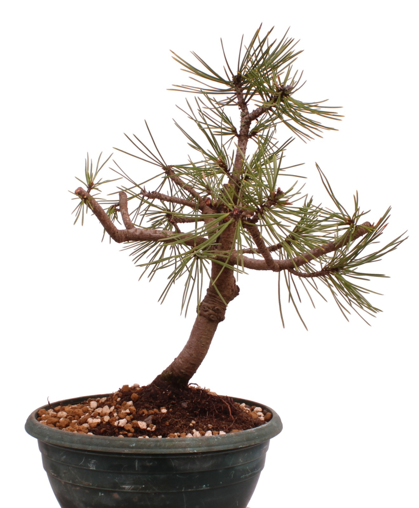 Preview: Bonsai - Pinus thunbergii - Japanische Schwarzkiefer 230/49