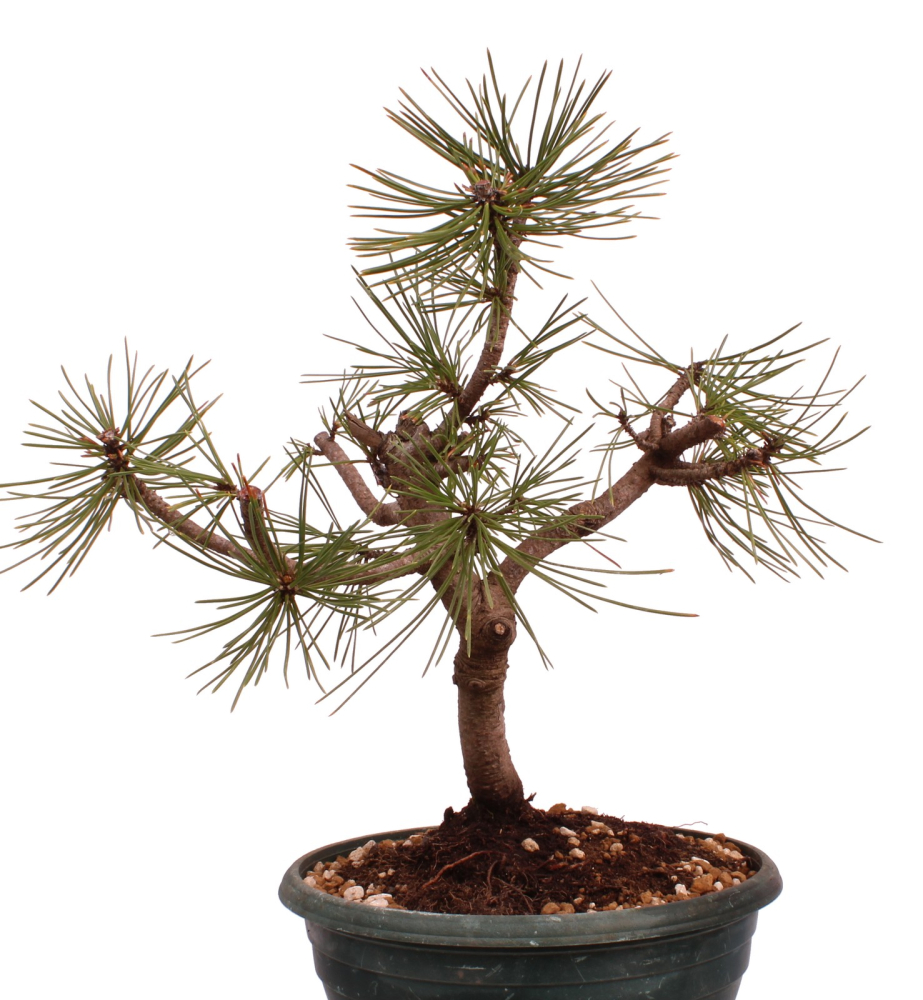 Preview: Bonsai - Pinus thunbergii - Japanische Schwarzkiefer 230/49