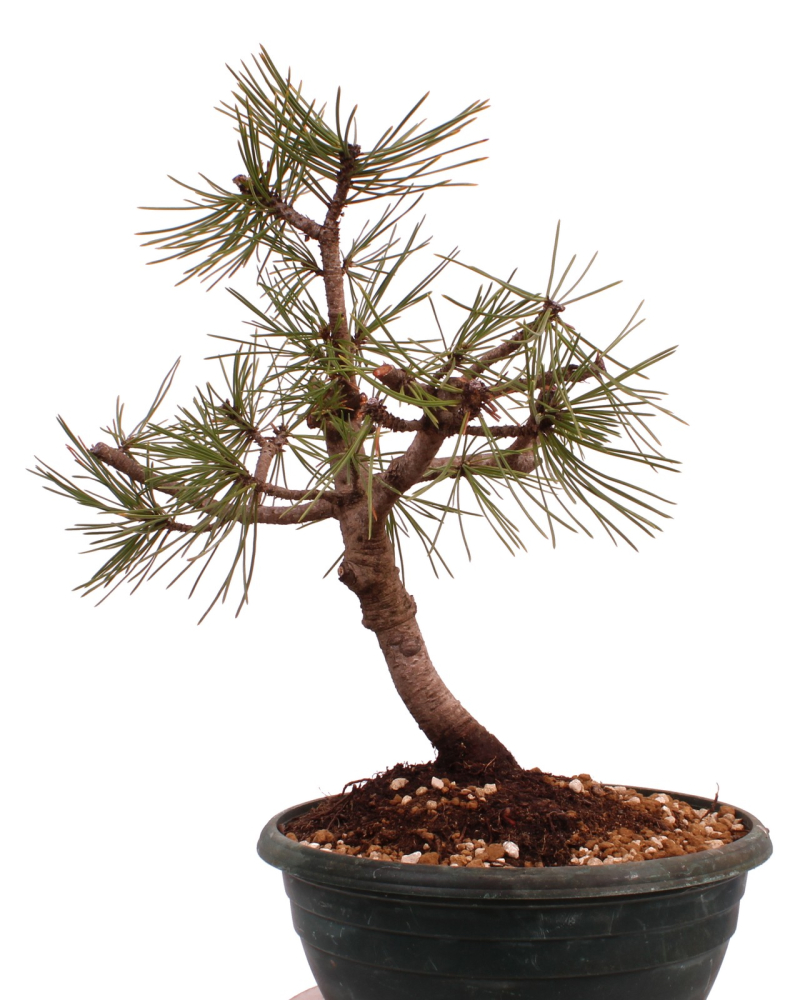 Preview: Bonsai - Pinus thunbergii - Japanische Schwarzkiefer 230/49