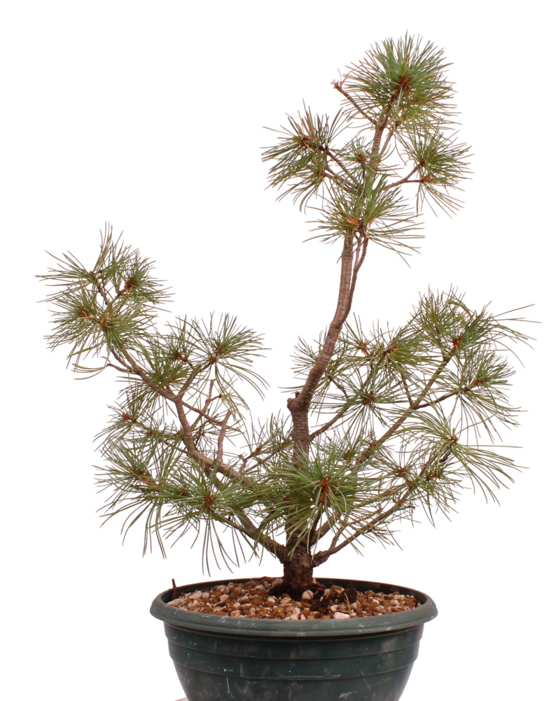Bonsai - Pinus parviflora - Mädchenkiefer - Wurzelecht 230/50