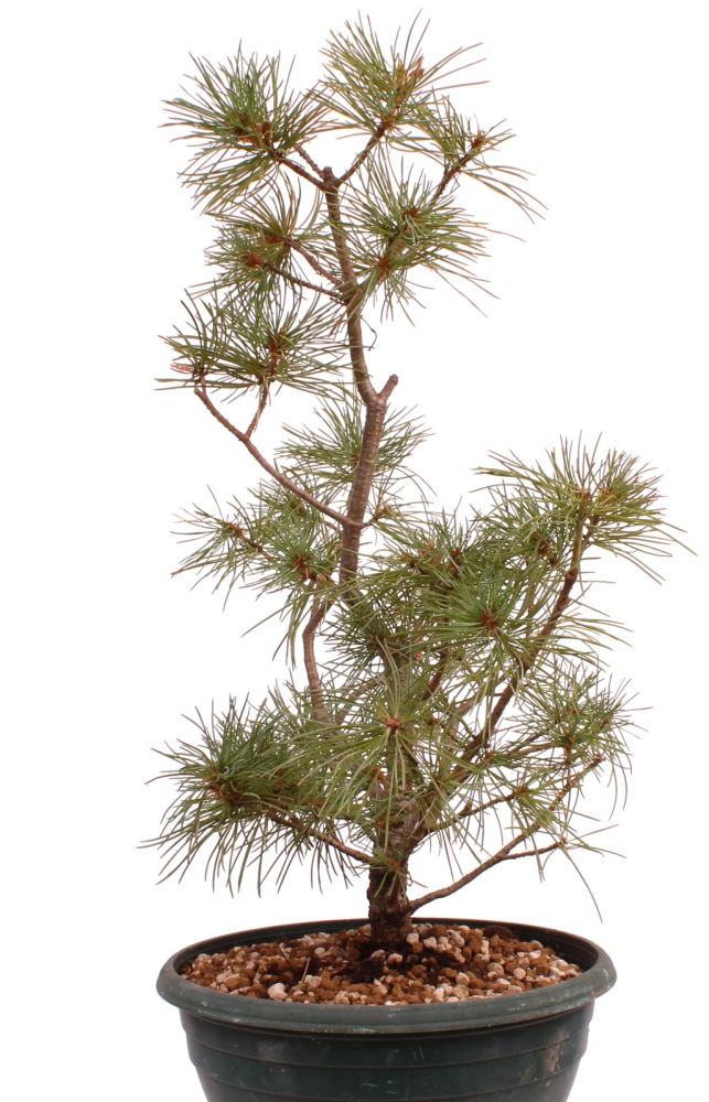 Preview: Bonsai - Pinus parviflora - Mädchenkiefer - Wurzelecht 230/50