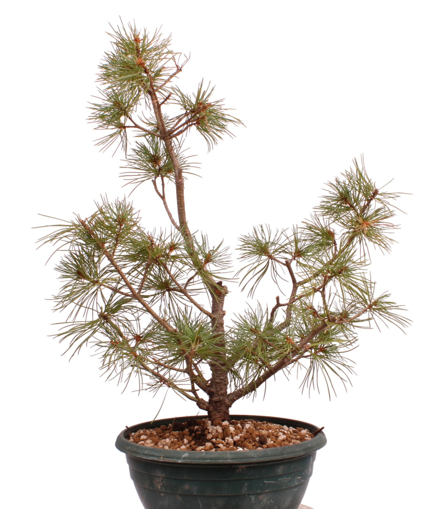 Preview: Bonsai - Pinus parviflora - Mädchenkiefer - Wurzelecht 230/50