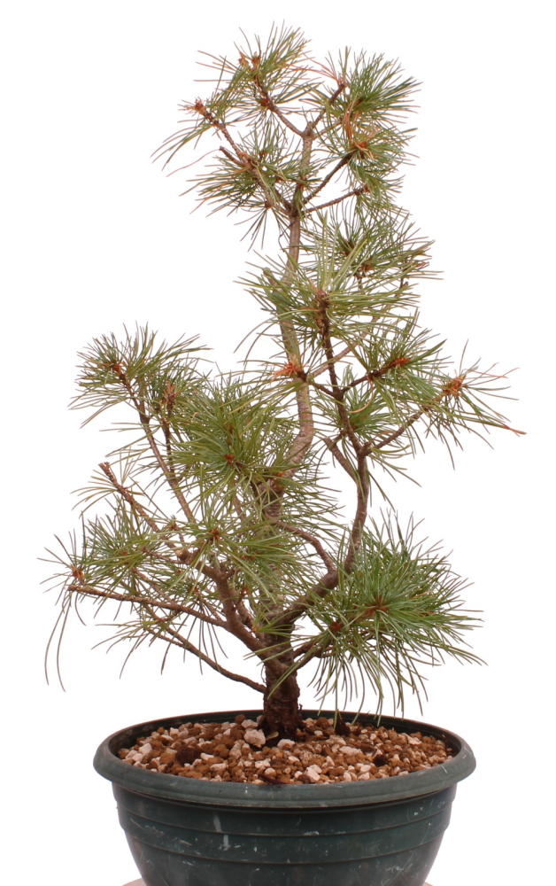 Preview: Bonsai - Pinus parviflora - Mädchenkiefer - Wurzelecht 230/50