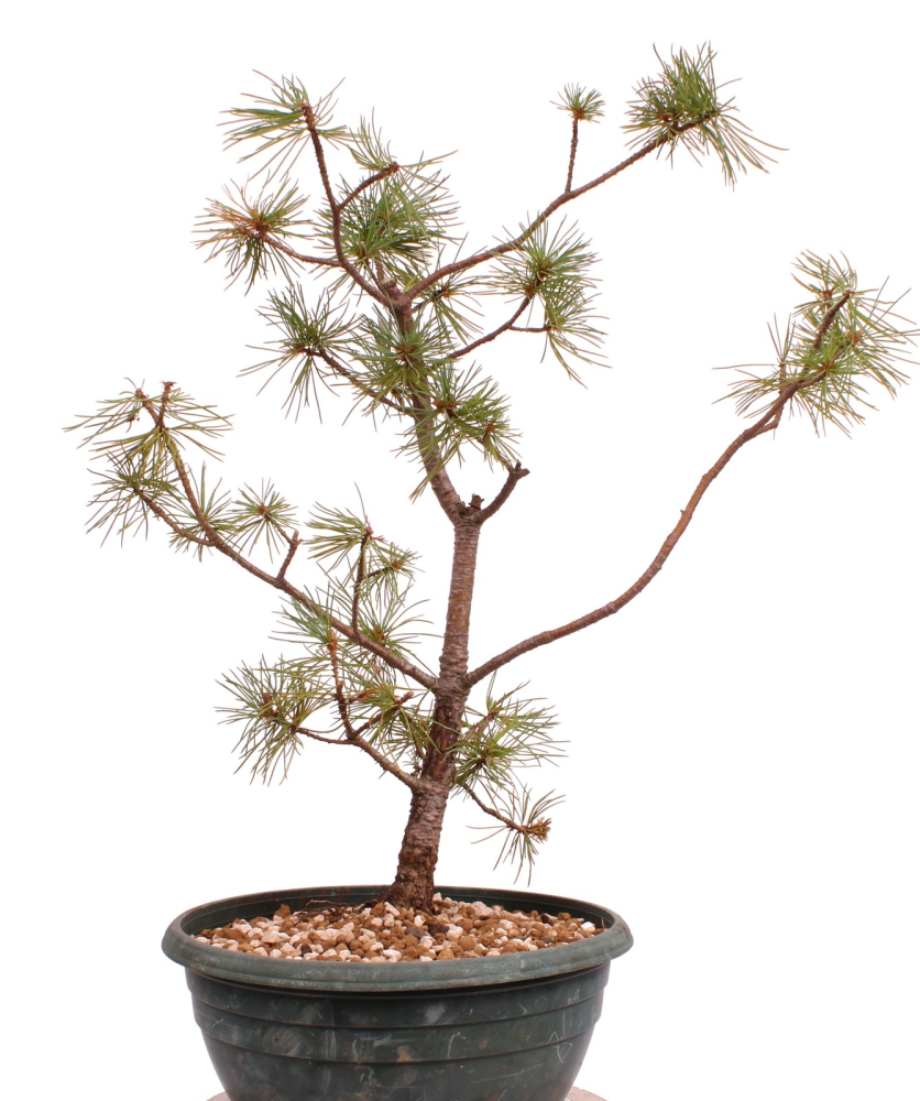 Bonsai - Pinus parviflora - Mädchenkiefer - Wurzelecht 230/51