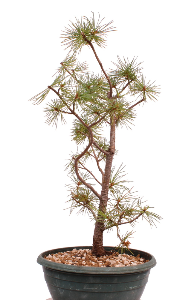 Preview: Bonsai - Pinus parviflora - Mädchenkiefer - Wurzelecht 230/51