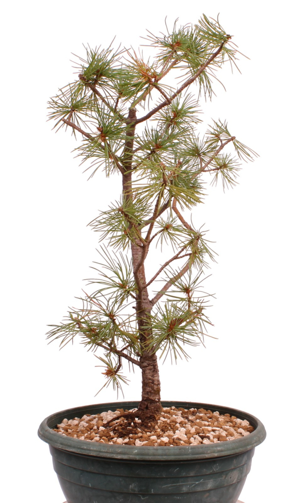 Preview: Bonsai - Pinus parviflora - Mädchenkiefer - Wurzelecht 230/51