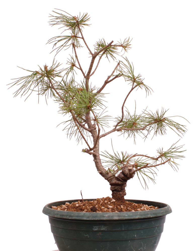Bonsai - Pinus parviflora - Mädchenkiefer - Wurzelecht 230/52