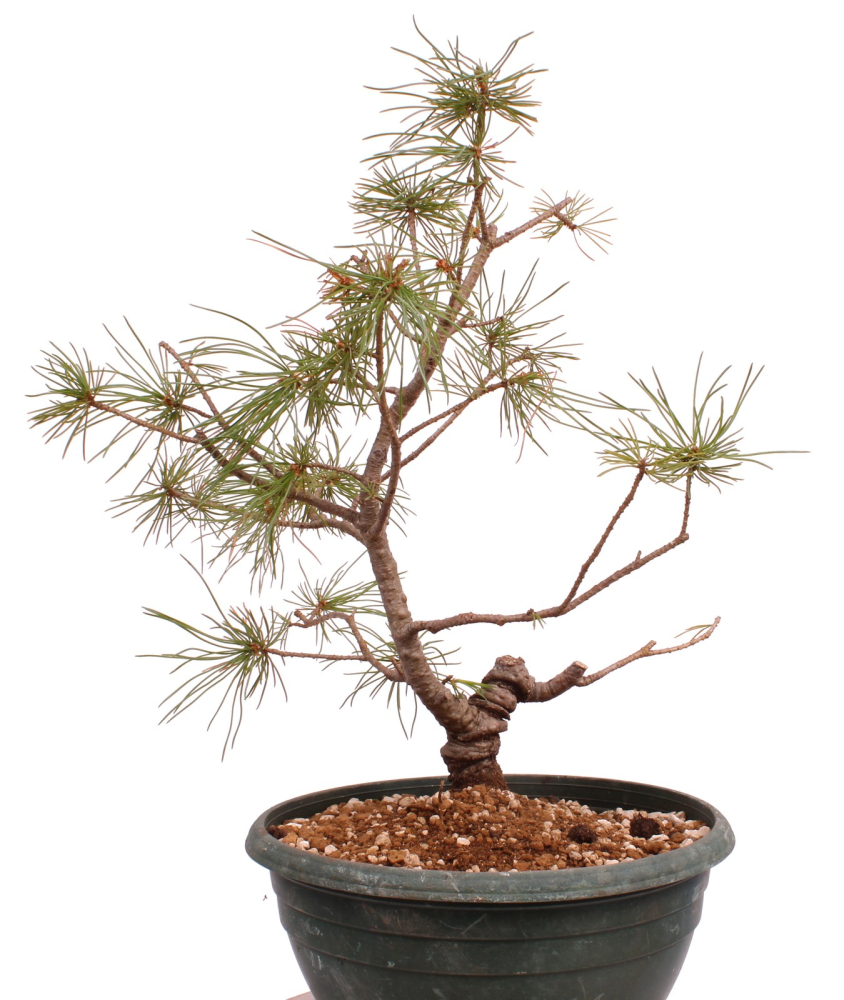 Preview: Bonsai - Pinus parviflora - Mädchenkiefer - Wurzelecht 230/52
