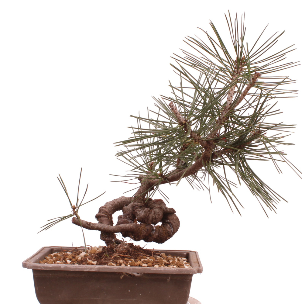 Bonsai - Pinus thunbergii - Japanische Schwarzkiefer 230/53