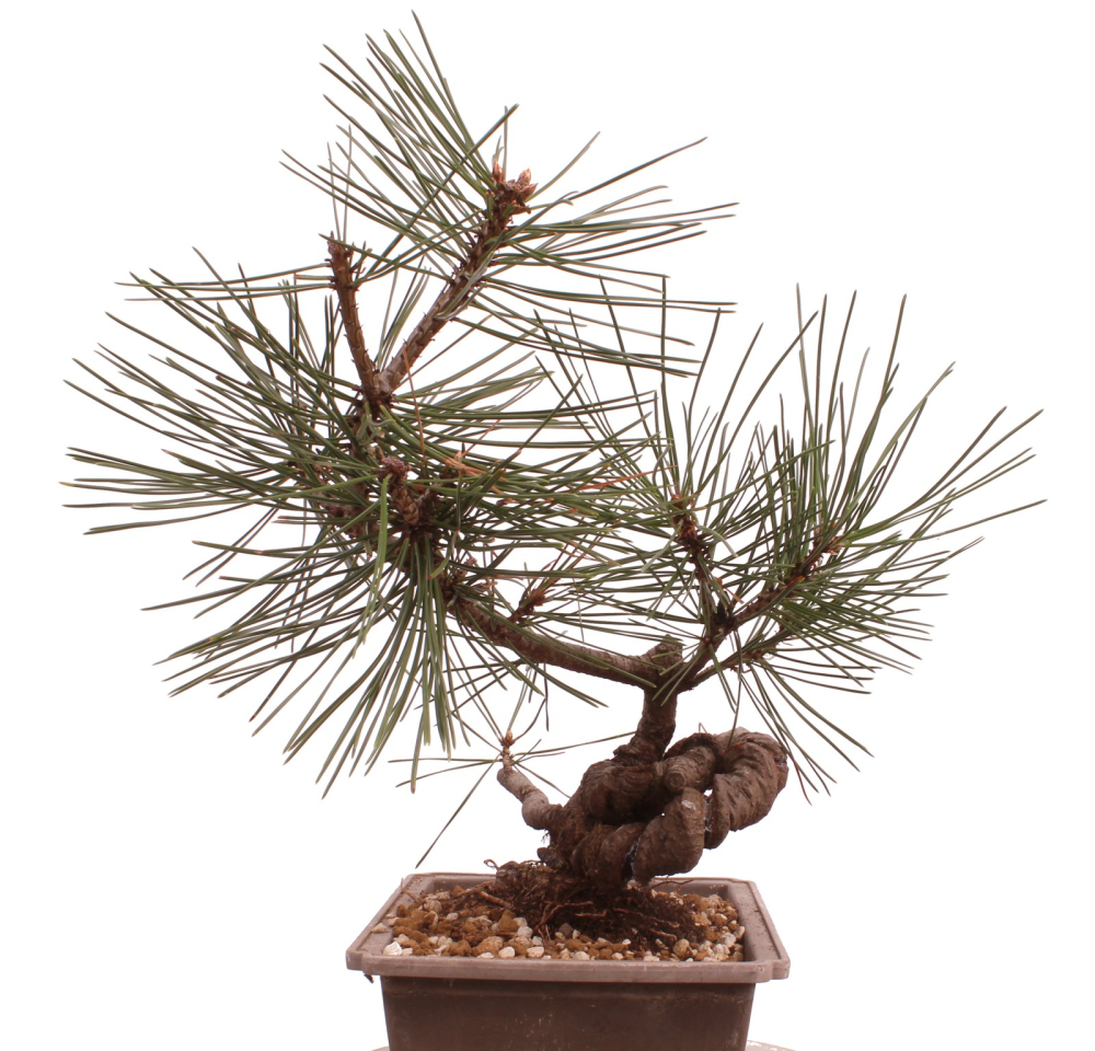 Bonsai - Pinus thunbergii - Japanische Schwarzkiefer 230/53