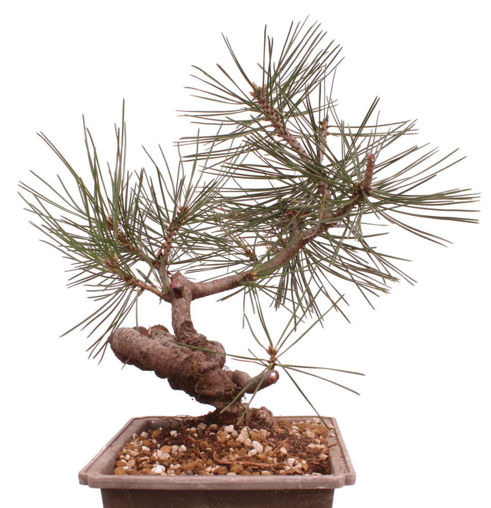 Bonsai - Pinus thunbergii - Japanische Schwarzkiefer 230/53