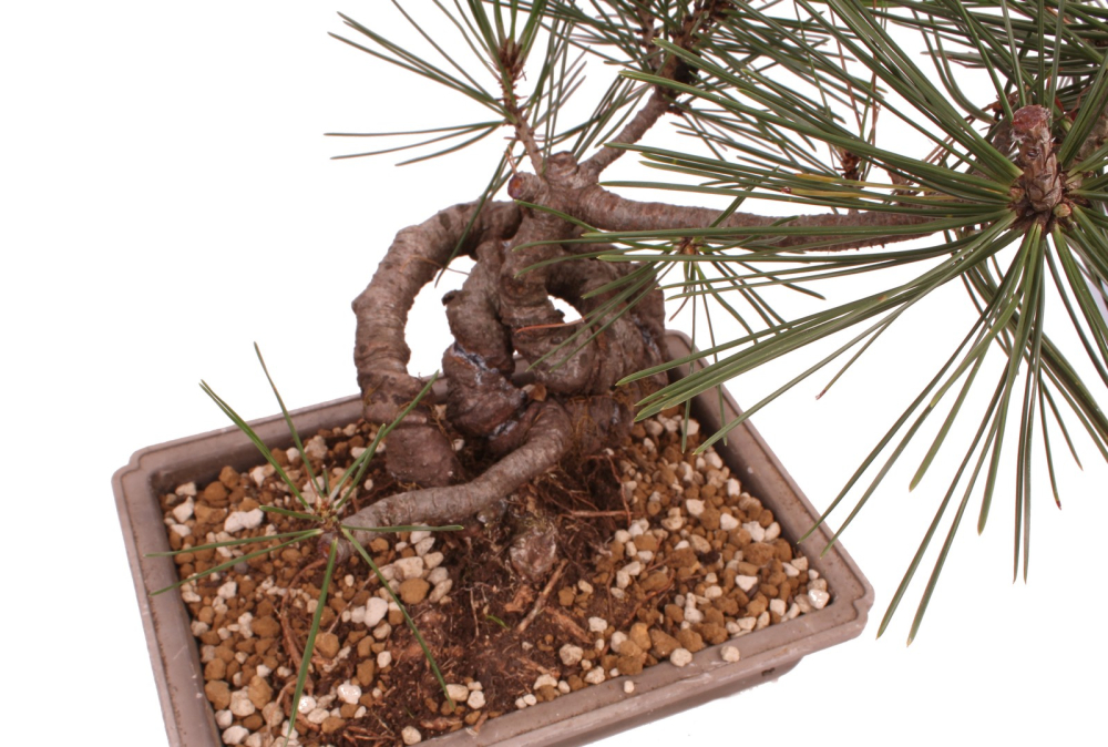 Bonsai - Pinus thunbergii - Japanische Schwarzkiefer 230/53