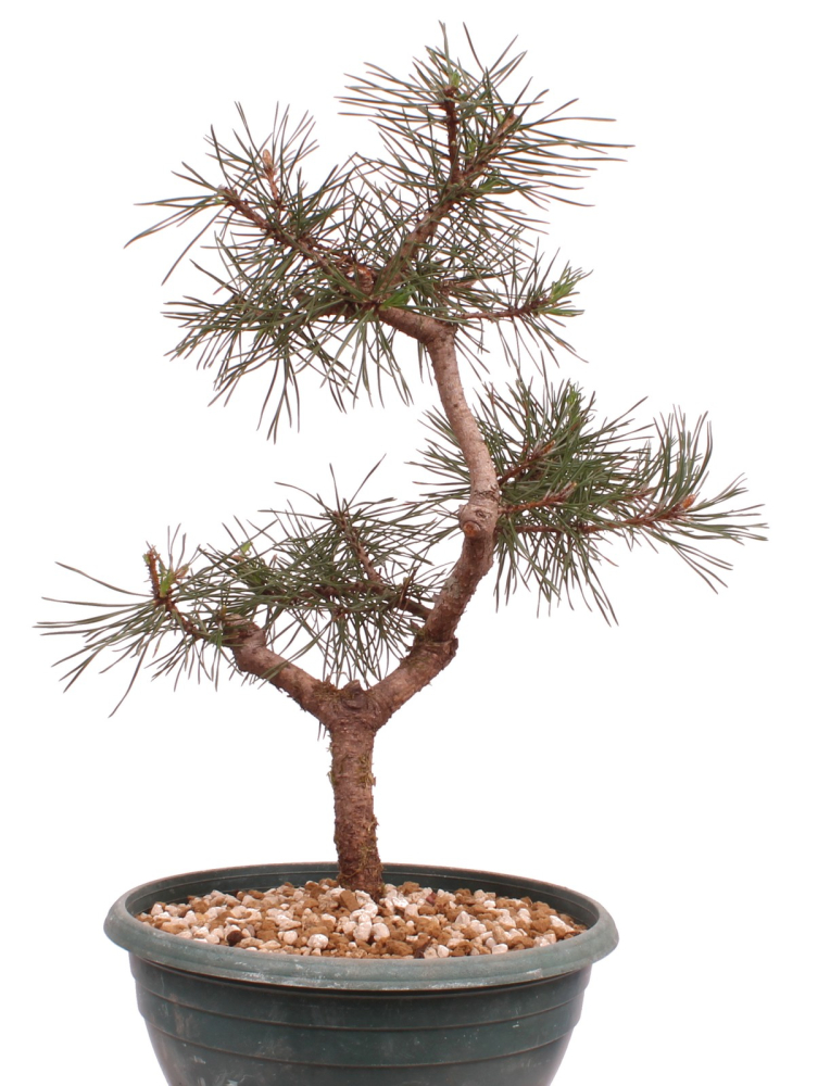 Bonsai - Pinus sylvestris - Waldkiefer 230/54