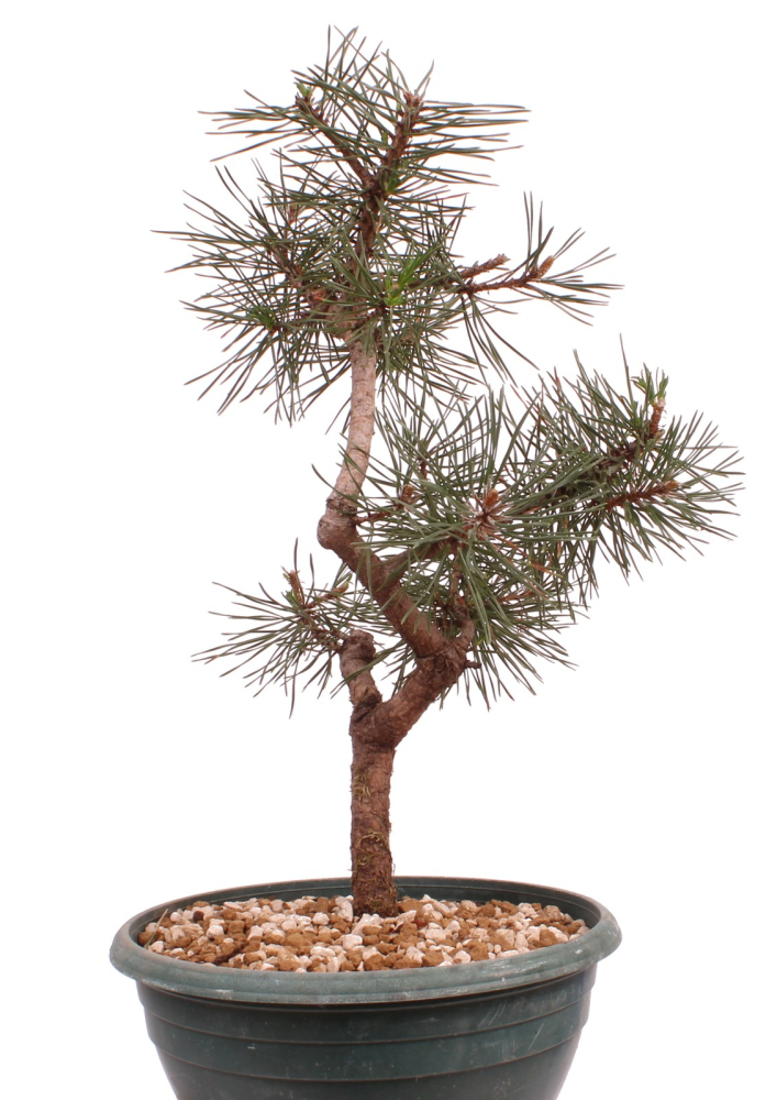 Preview: Bonsai - Pinus sylvestris - Waldkiefer 230/54