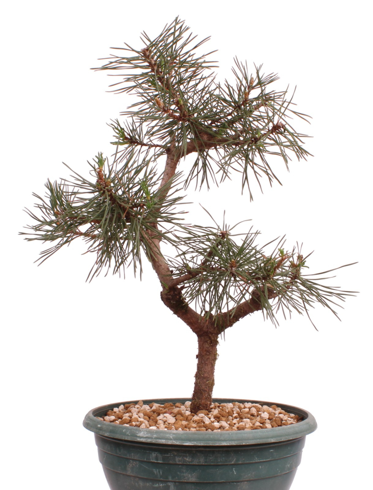 Preview: Bonsai - Pinus sylvestris - Waldkiefer 230/54