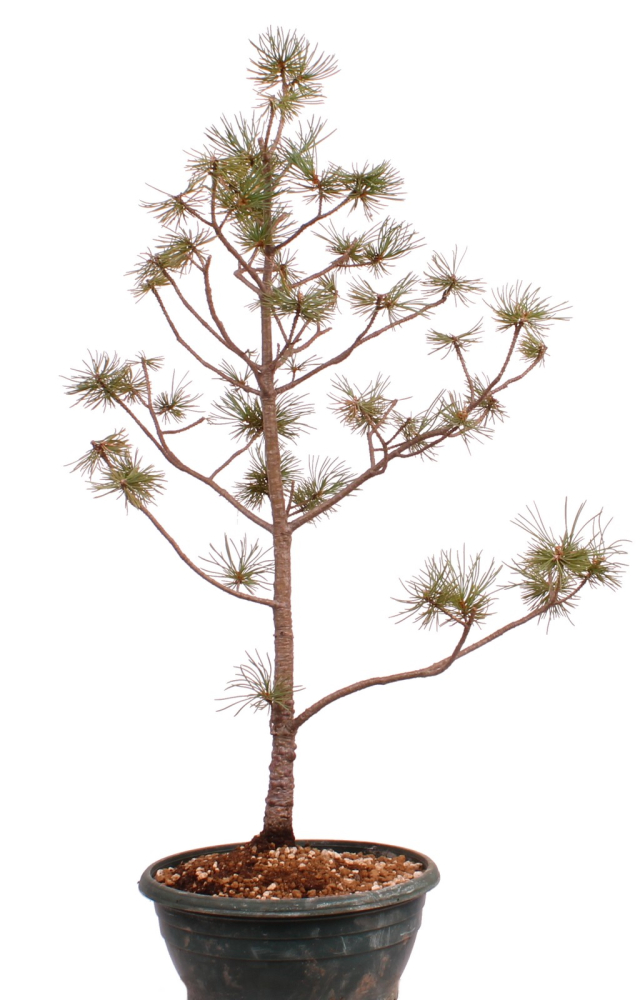 Bonsai - Pinus parviflora - Mädchenkiefer - Wurzelecht 230/55