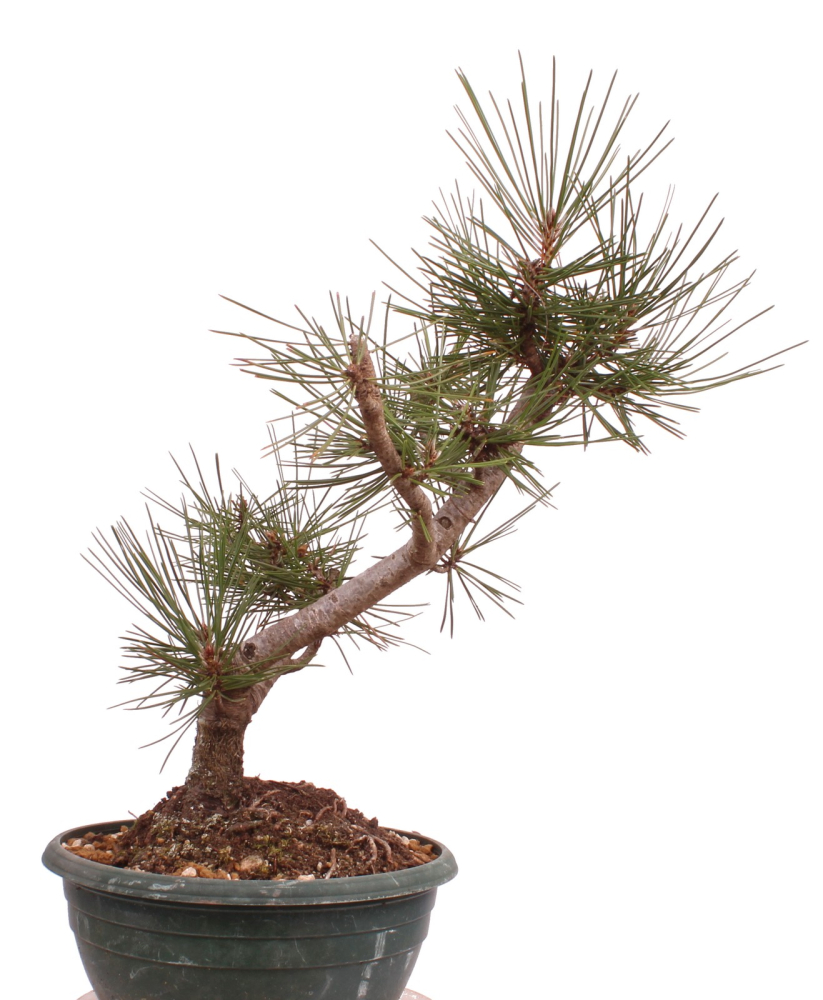 Preview: Bonsai - Pinus nigra - Schwarzkiefer 230/56