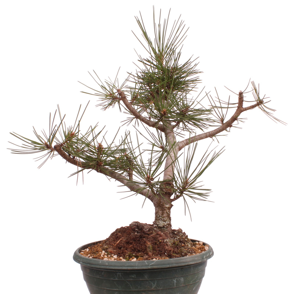 Preview: Bonsai - Pinus nigra - Schwarzkiefer 230/56
