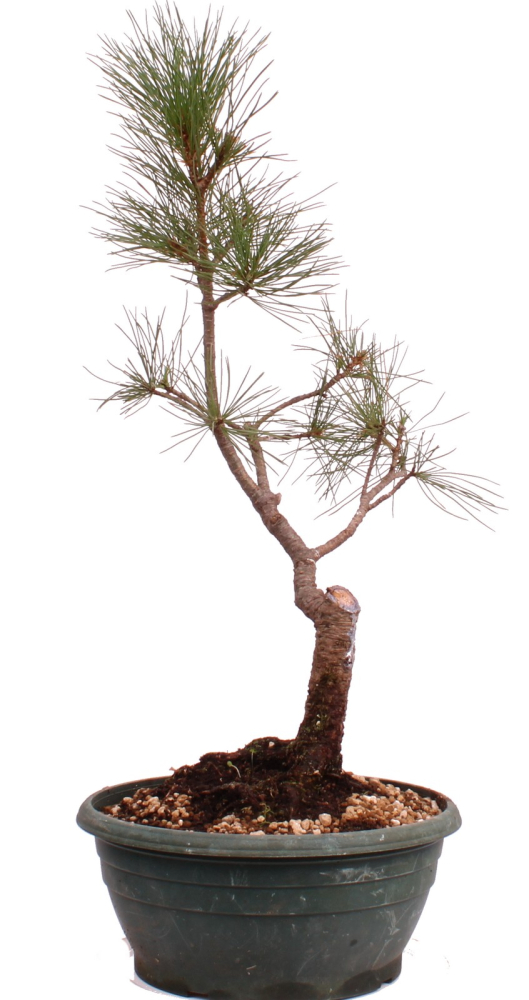 Bonsai - Pinus cembra - Zirbelkiefer  230/57