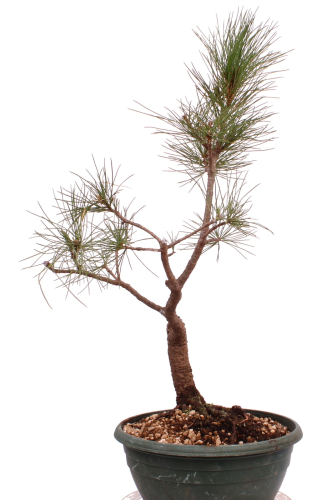 Preview: Bonsai - Pinus cembra - Zirbelkiefer  230/57