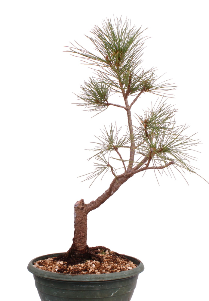 Preview: Bonsai - Pinus cembra - Zirbelkiefer  230/57