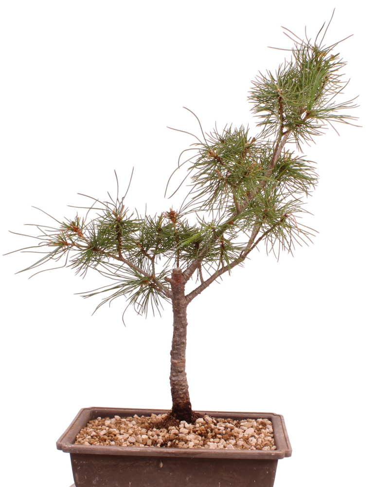 Preview: Bonsai - Pinus parviflora - Mädchenkiefer - Wurzelecht 230/58