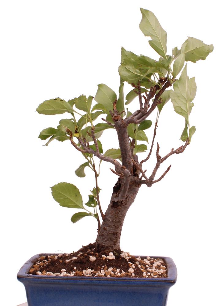 Bonsai - Malus spec.  Zier-Apfel 230/59