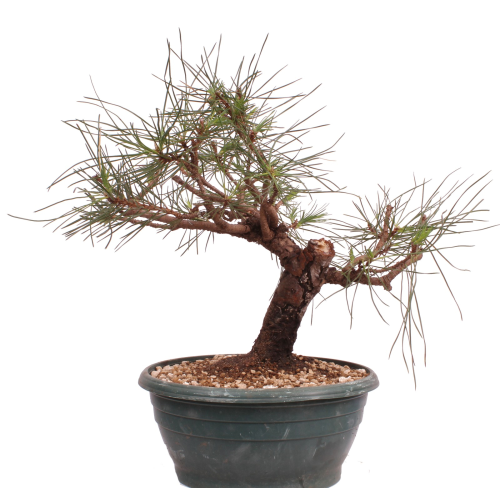 Bonsai - Pinus thunbergii - Japanische Schwarzkiefer 230/60