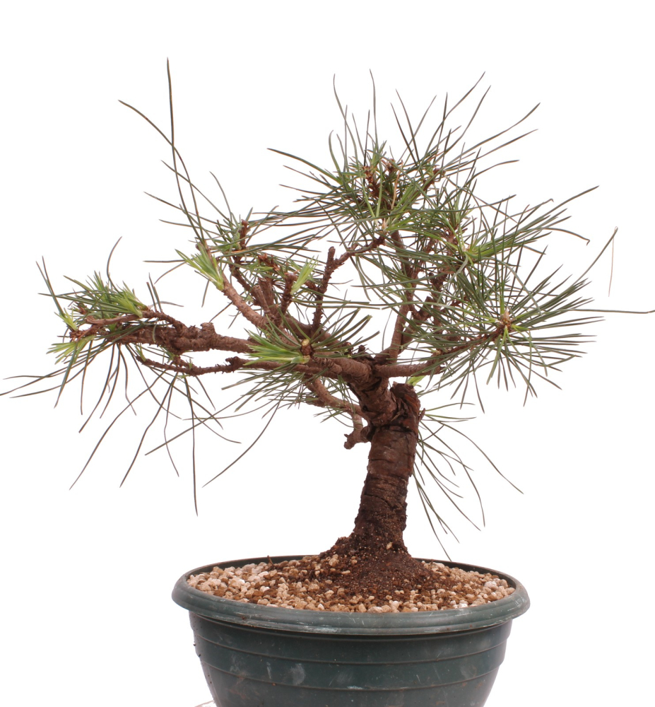 Bonsai - Pinus thunbergii - Japanische Schwarzkiefer 230/60