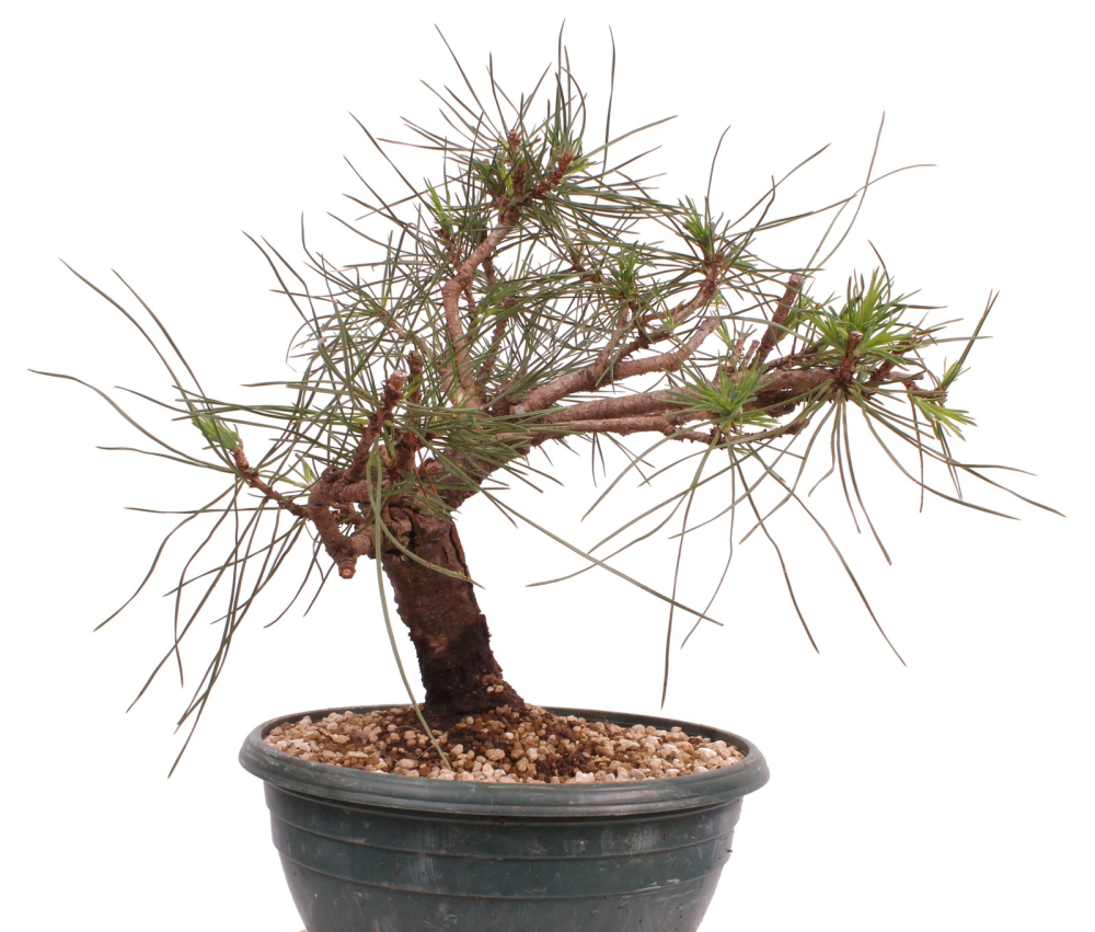 Bonsai - Pinus thunbergii - Japanische Schwarzkiefer 230/60