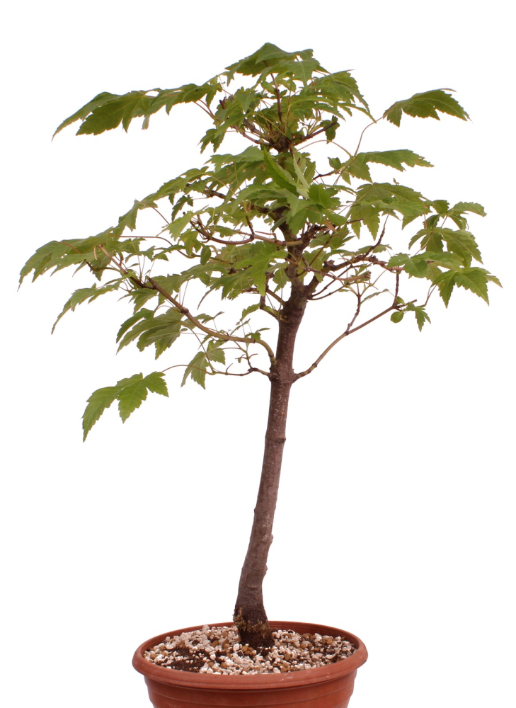 Preview: Bonsai - Acer rubrum - Rot-Ahorn 230/61