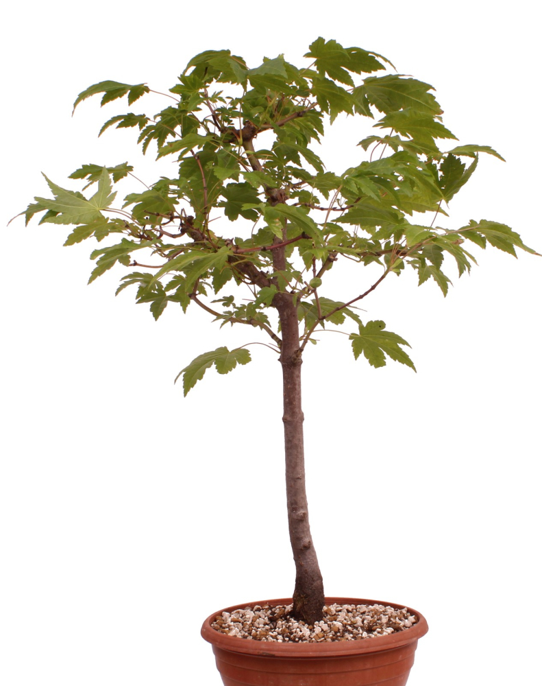 Preview: Bonsai - Acer rubrum - Rot-Ahorn 230/61