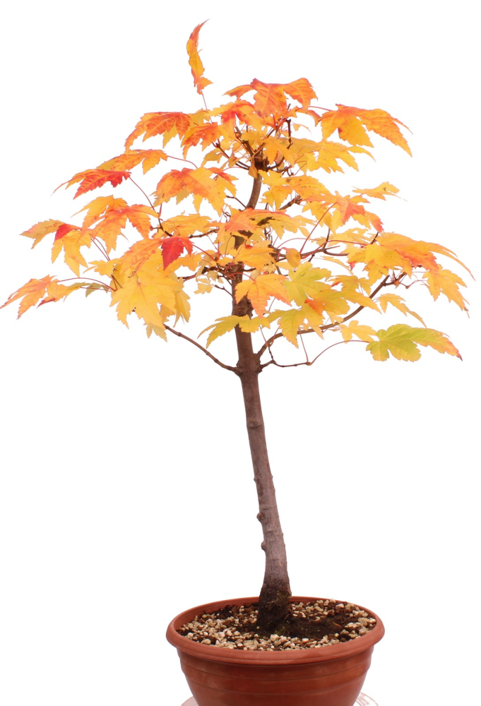 Bonsai - Acer rubrum - Rot-Ahorn 230/61