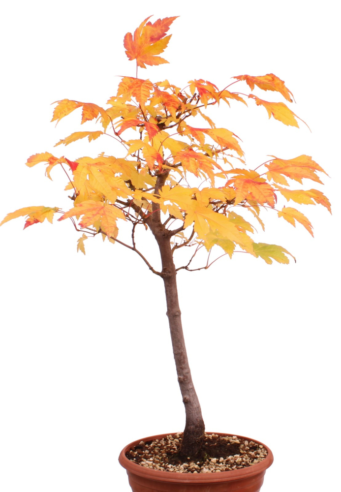 Preview: Bonsai - Acer rubrum - Rot-Ahorn 230/61