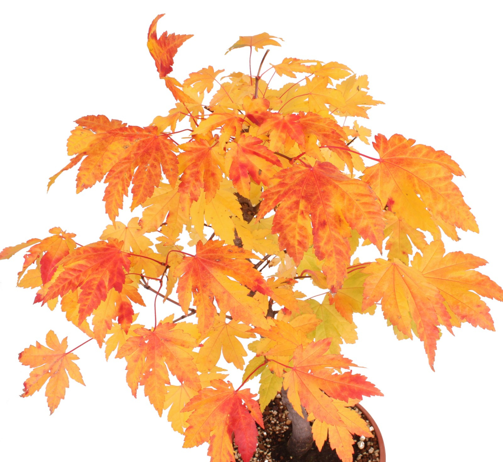 Preview: Bonsai - Acer rubrum - Rot-Ahorn 230/61