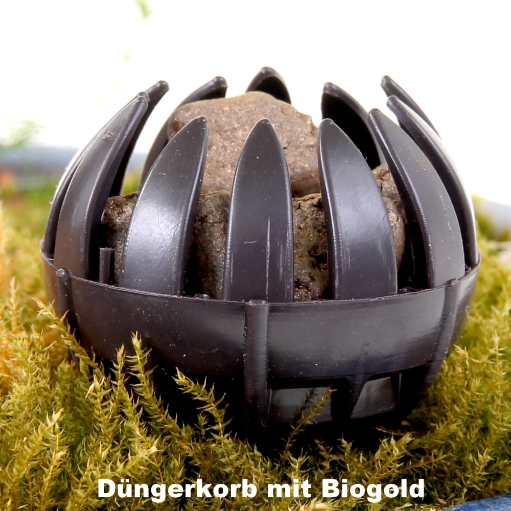 Dünger-Korb, rund mit Pin, dunkelbraun, 3,5 cm Ø  10er Pack   61007
