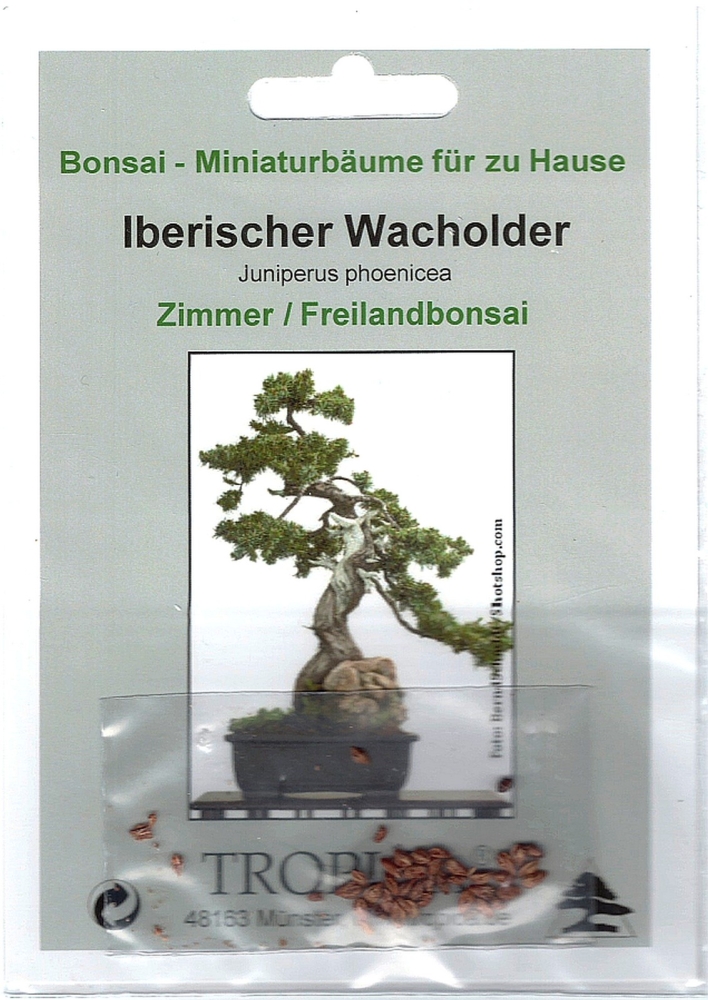 Bonsai - 15 Samen Iberischer Wacholder, Juniperus phoenicea   90108