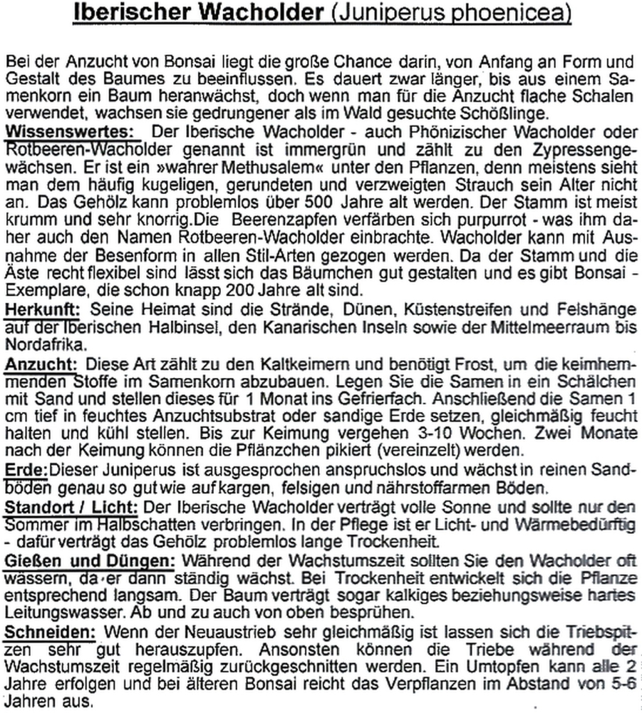 Preview: Bonsai - 15 Samen Juniperus phoenicea - Iberischer Wacholder   90108