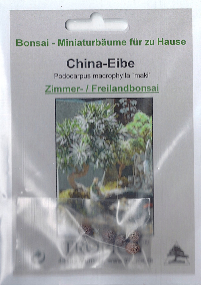 Bonsai - 5 Samen China-Eibe, Podocarpus macrophylla 'Maki'  90112