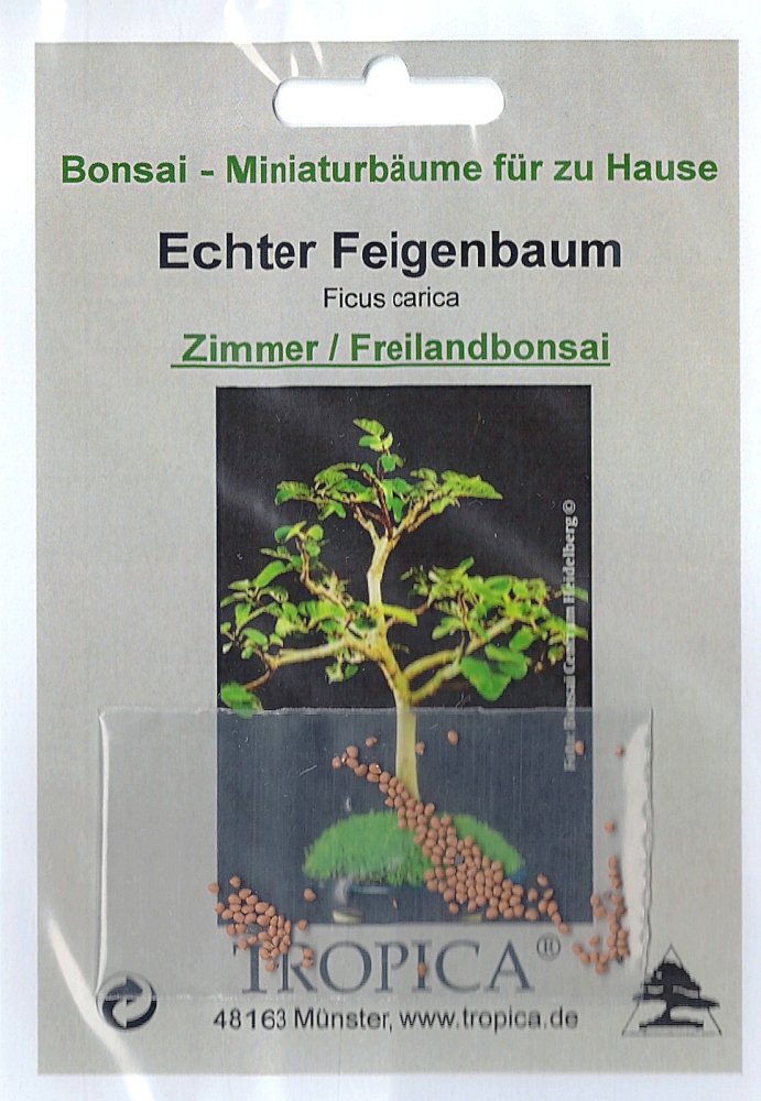 Bonsai - 100 Samen Echter Feigenbaum, Ficus carica  90116
