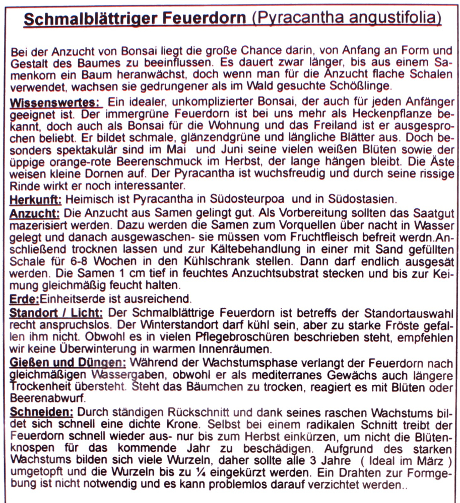 Preview: Bonsai - 25 Samen Pyracantha angustifolia - Schmalblättriger Feuerdorn 90120